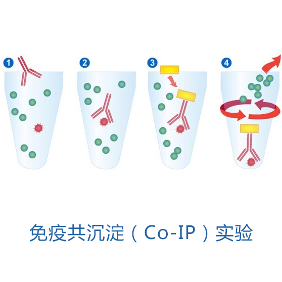 免疫共沉澱（Co-IP）實驗